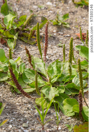 Plantain flowering plant on sandy soil. Plantago major broadleaf plantain, white man's foot or greater plantain Plantain flowering plant on sandy soil. Plantago major broadleaf plantain, white man's foot or greater plantain 97880146