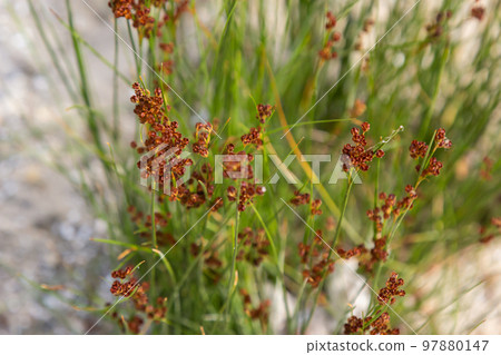 Common Soft Rush Juncus effusus is a perennial herbaceous flowering plant species in the family Juncaceae 97880147