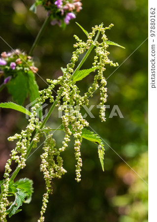Urtica dioica or stinging nettle, in the garden. Stinging nettle, a medicinal plant that is used as a bleeding, diuretic, antipyretic, wound healing, antirheumatic agent Urtica dioica or stinging nettle, in the garden. Stinging nettle, a medicinal plant that is used as a bleeding, diuretic, antipyretic, wound healing, antirheumatic agent 97880162
