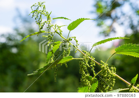 Urtica dioica or stinging nettle, in the garden. Stinging nettle, a medicinal plant that is used as a bleeding, diuretic, antipyretic, wound healing, antirheumatic agent Urtica dioica or stinging nettle, in the garden. Stinging nettle, a medicinal plant that is used as a bleeding, diuretic, antipyretic, wound healing, antirheumatic agent 97880163
