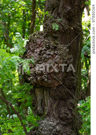Deformed trunk of a thick old tree with painful growths on a blurred background Deformed trunk of a thick old tree with painful growths on a blurred background 97880164