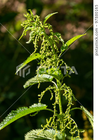 The nettle dioecious Urtica dioica with green leaves grows in natural thickets The nettle dioecious Urtica dioica with green leaves grows in natural thickets 97880165