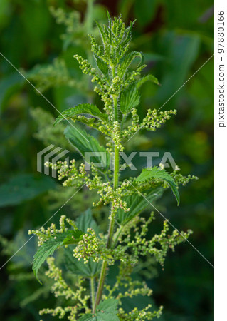 Photo of a plant nettle. Nettle with fluffy green leaves. Background Plant nettle grows in the ground. Plant Photo of a plant nettle. Nettle with fluffy green leaves. Background Plant nettle grows in the ground. Plant 97880166