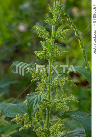 Photo of a plant nettle. Nettle with fluffy green leaves. Background Plant nettle grows in the ground. Plant Photo of a plant nettle. Nettle with fluffy green leaves. Background Plant nettle grows in the ground. Plant 97880167