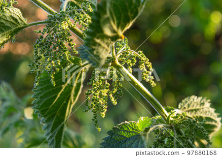 The nettle dioecious Urtica dioica with green leaves grows in natural thickets The nettle dioecious Urtica dioica with green leaves grows in natural thickets 97880168