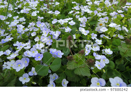Small decorative low growing flowers covered meadow with green lawn grass 97880242