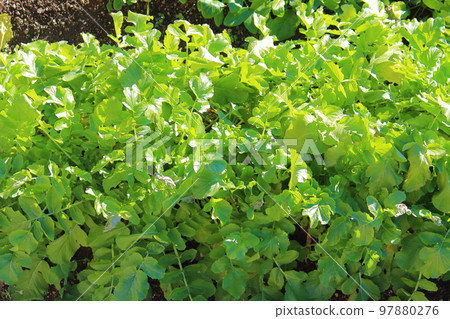 Green radish leaves _ field Green radish leaves _ field 97880276