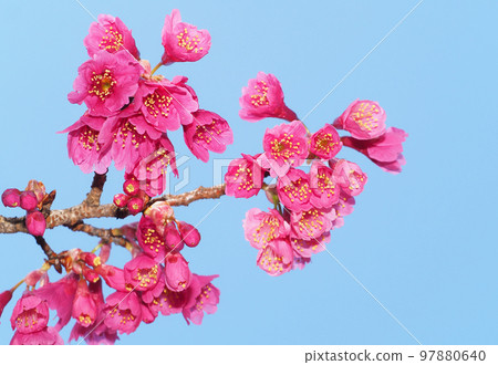 櫻花 97880640