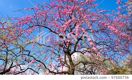 因鍋市梅林公園梅花盛開 因鍋市梅林公園梅花盛開 97880736