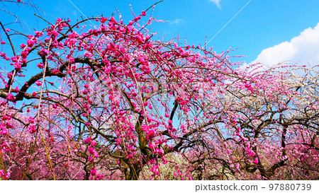 因鍋市梅林公園梅花盛開 因鍋市梅林公園梅花盛開 97880739
