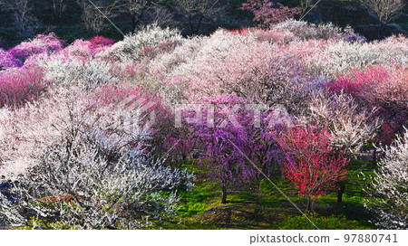 因鍋市梅林公園梅花盛開 因鍋市梅林公園梅花盛開 97880741