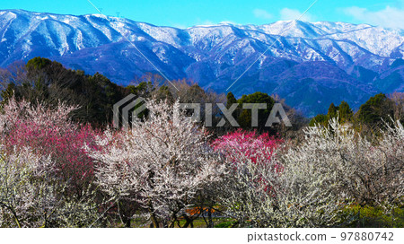 因鍋市梅林公園梅花盛開 因鍋市梅林公園梅花盛開 97880742