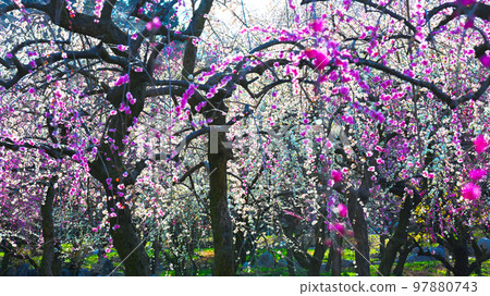 Inabe City Plum Grove Park Plum blossoms in full bloom Inabe City Plum Grove Park Plum blossoms in full bloom 97880743