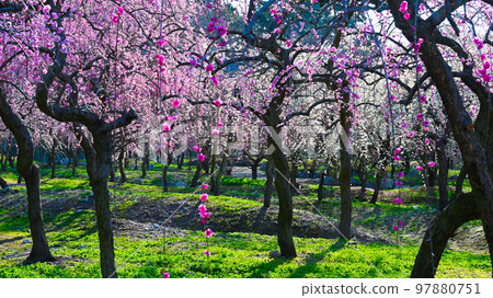 Inabe City Plum Grove Park Plum blossoms in full bloom Inabe City Plum Grove Park Plum blossoms in full bloom 97880751