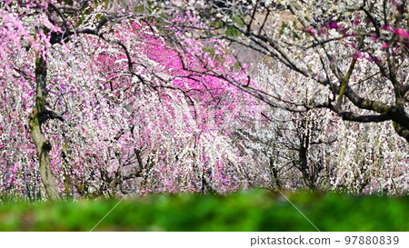 因鍋市梅林公園梅花盛開 因鍋市梅林公園梅花盛開 97880839