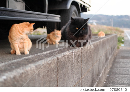Black cat and three brown tigers Black cat and three brown tigers 97880840