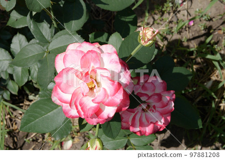 Garden spray of pink roses close up. Green leaves on branches and bright, fresh blooming roses. home garden Garden spray of pink roses close up. Green leaves on branches and bright, fresh blooming roses. home garden 97881208