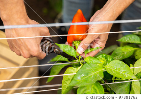 Experienced agronomist collecting the harvest of the vegetable crops 97881762