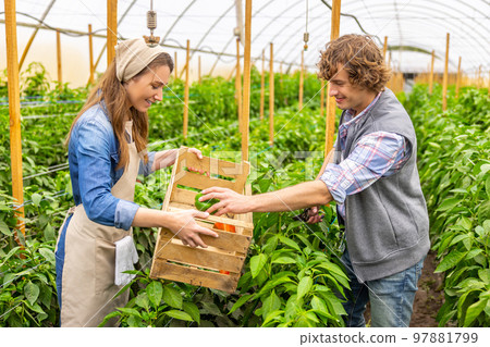 Couple of agronomists harvesting the vegetable crops in a greenhouse 97881799
