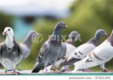 homing pigeon standing at home trap homing pigeon standing at home trap 97881800