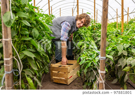 Contented vegetable grower harvesting the agricultural crops in a hothouse Contented vegetable grower harvesting the agricultural crops in a hothouse 97881801