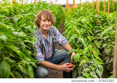 Smiling pleased agriculturist harvesting the agronomic crops in a hothouse 97881803