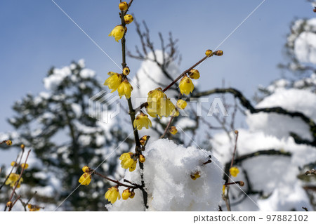 兼六園雪中的創真冬莓開出漂亮的黃色花朵 兼六園雪中的創真冬莓開出漂亮的黃色花朵 97882102