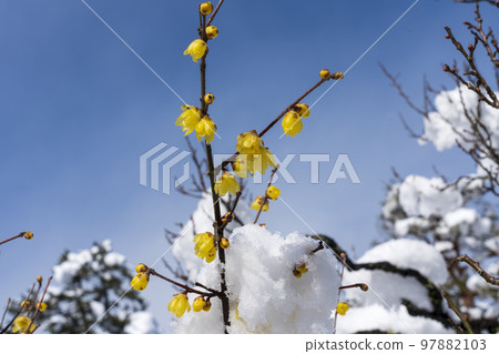 Soshin winterberry blooms with pretty yellow flowers in Kenrokuen in the snow 97882103