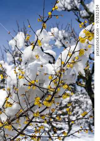 Soshin winterberry blooms with pretty yellow flowers in Kenrokuen in the snow 97882104