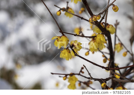 Soshin winterberry blooms with pretty yellow flowers in Kenrokuen in the snow 97882105