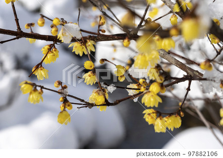 兼六園雪中的創真冬莓開出漂亮的黃色花朵 兼六園雪中的創真冬莓開出漂亮的黃色花朵 97882106