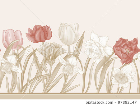 White daffodils and tulips flowers, the early spring flowers. White daffodils and tulips flowers, the early spring flowers. 97882147