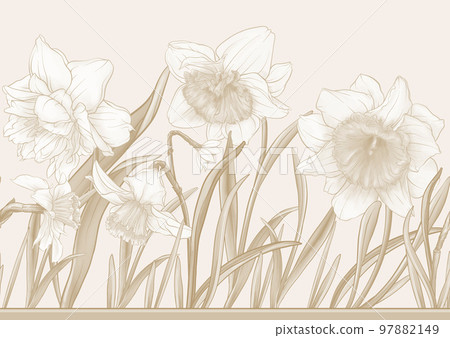 White daffodils and tulips flowers, the early spring flowers. 97882149