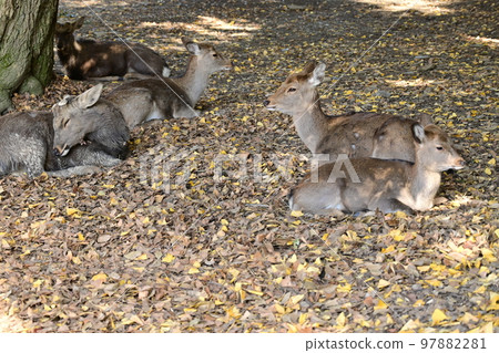Deer in Nara Park resting in the shade 97882281
