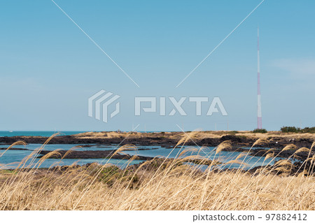 Jeju olle trail, reed field and beach in Jeju island, Korea 97882412