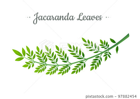 Jacaranda Mimosifolia tree, branch with leaves vector illustration. Jacaranda Mimosifolia tree, branch with leaves vector illustration. 97882454