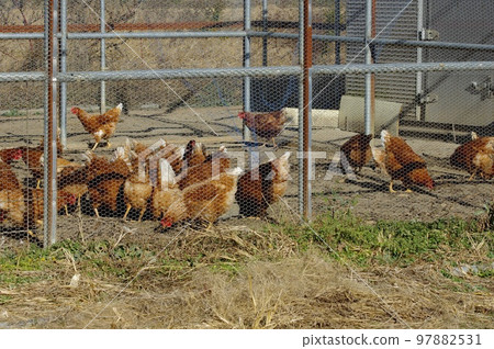 Raising chickens State of poultry farming 97882531