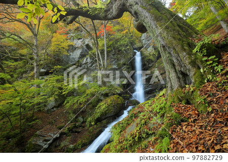 埼玉縣秩父市大瀧栃本 紅葉季節，橫跨荒川支流大橫澤的巨大瀑布大橫澤不動瀑布 97882729