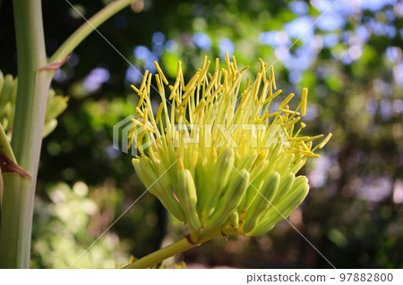 盛開的龍舌蘭 97882800