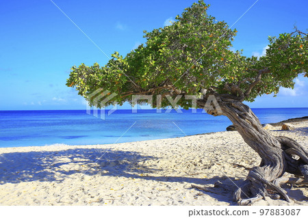 Secluded turquoise beach in Aruba, Caribbean Blue sea, Duth Antilles Secluded turquoise beach in Aruba, Caribbean Blue sea, Duth Antilles 97883087