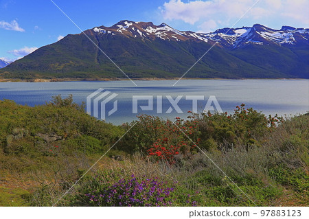 Perito Moreno wildflowers in El Calafate, Patagonia of Argentina Perito Moreno wildflowers in El Calafate, Patagonia of Argentina 97883123