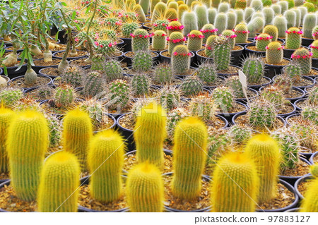Cactus natural pattern, garden at desert landscape Cactus natural pattern, garden at desert landscape 97883127