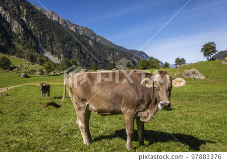 Alpine cows in Engadine valley, Swiss Alps, Switzerland 97883376