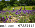群馬縣沼田市盛開的薰衣草 97883412