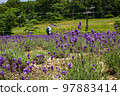 群馬縣沼田市盛開的薰衣草 97883414