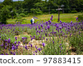 群馬縣沼田市盛開的薰衣草 97883415