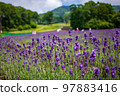 群馬縣沼田市盛開的薰衣草 97883416