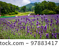 群馬縣沼田市盛開的薰衣草 97883417