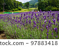 群馬縣沼田市盛開的薰衣草 97883418