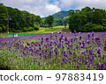 群馬縣沼田市盛開的薰衣草 97883419